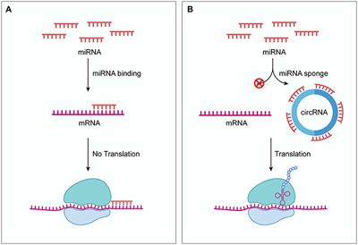 Circular RNAs as Competing Endogenous RNAs in Cardiovascular and Cerebrovascular Diseases: Molecular Mechanisms and Clinical Implications